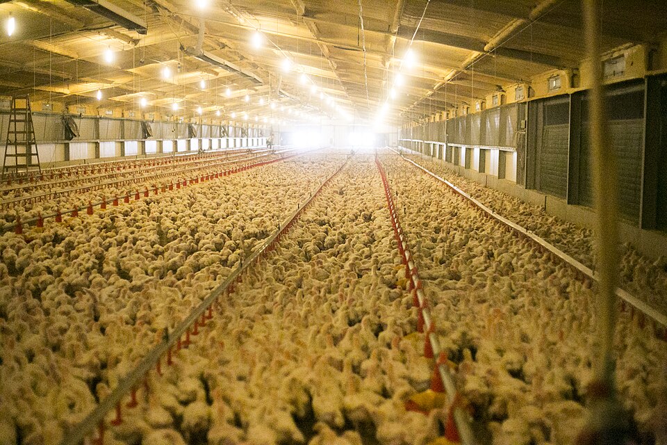 Outraged Chicken Outrage as 2.7 million chicken mega-farm proposed for quiet North ...